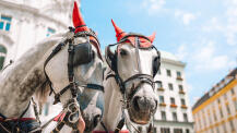 Traditionelle Pfere vor einem Fiaker in Wien