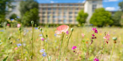 A meadow in bloom on the airport grounds